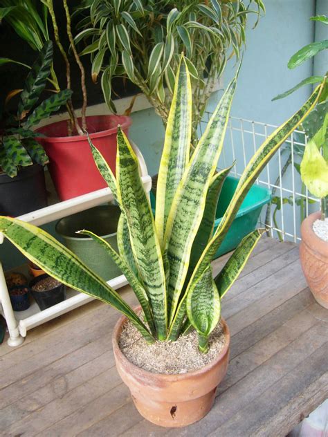 common plants in the philippines.